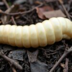 Witchetty Grub